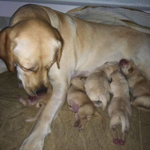 Lucy's First Litter